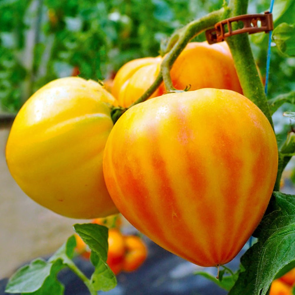 Tomato Plants F1 Gourmansun on a vine 