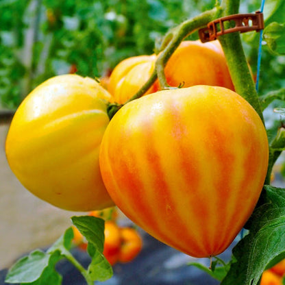 Tomato Plants F1 Gourmansun on a vine 