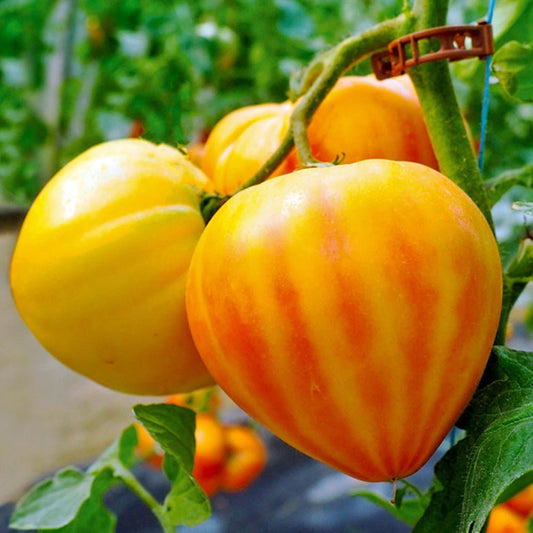 Tomato Plants F1 Gourmansun on a vine 