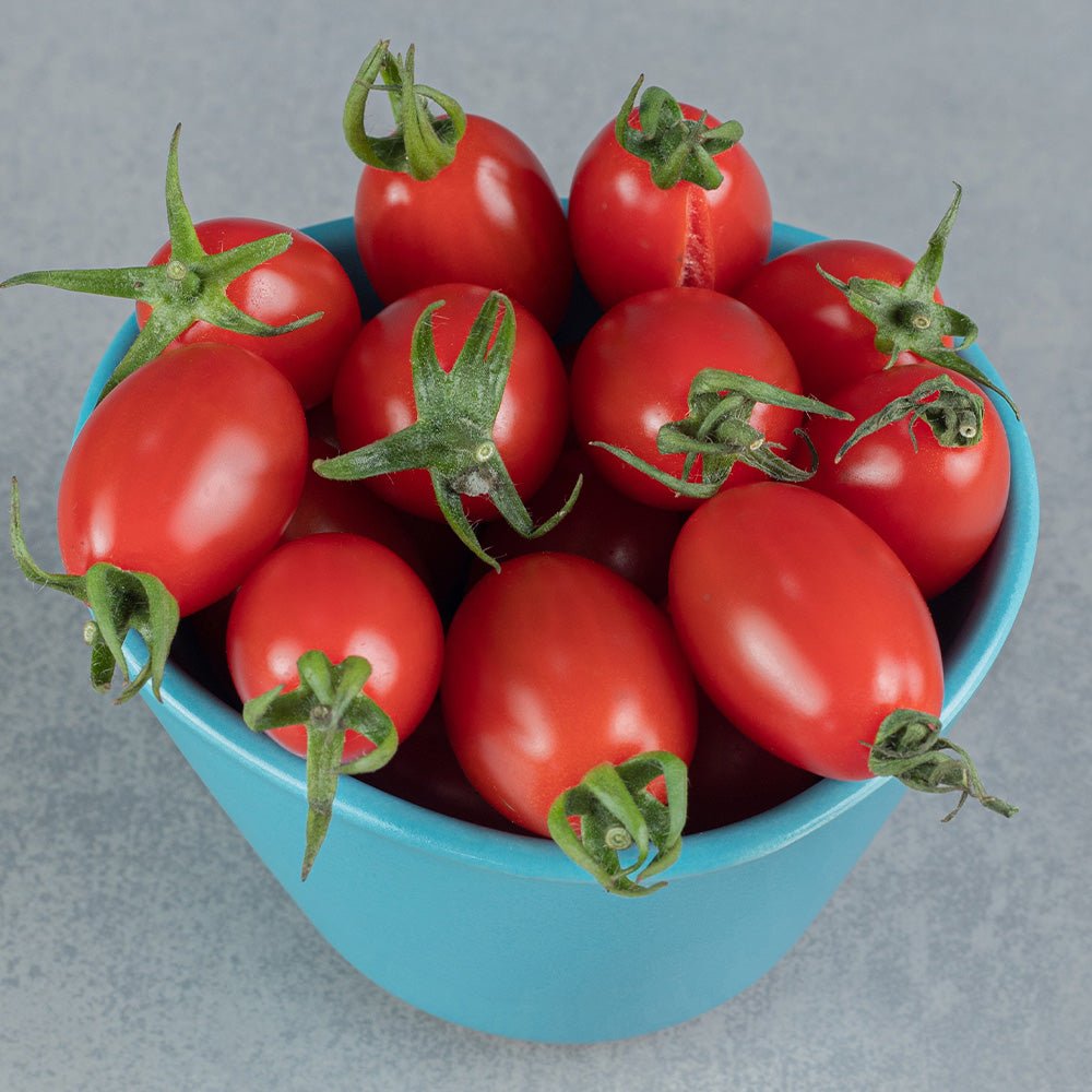 Blue bowl filled with Tomato Plants F1 Santa Victoria on a grey background