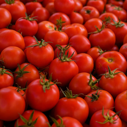 Close-up of a large number of Tomato Plants F1 Terenzo with green stems.