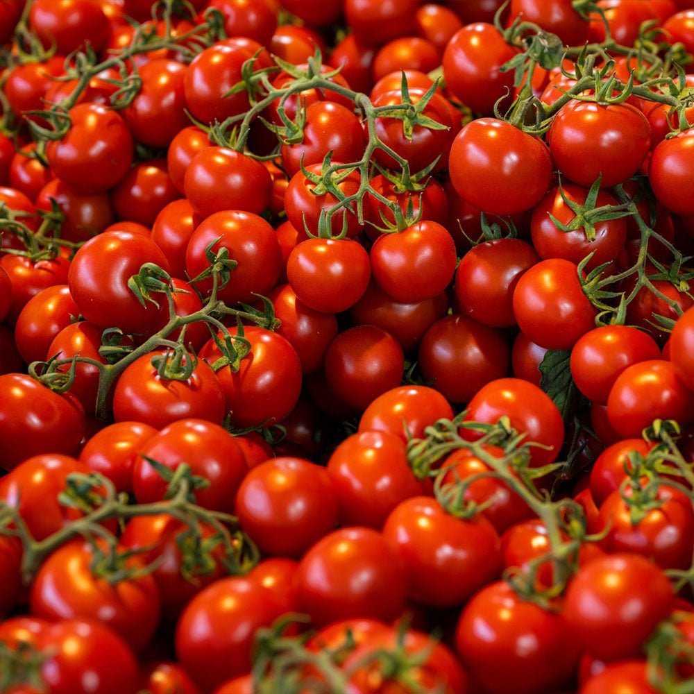 Close-up of Tomato Plants F1 Tiny Temptations red on the vine