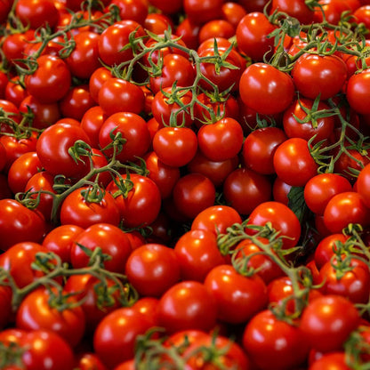 Close-up of Tomato Plants F1 Tiny Temptations red on the vine