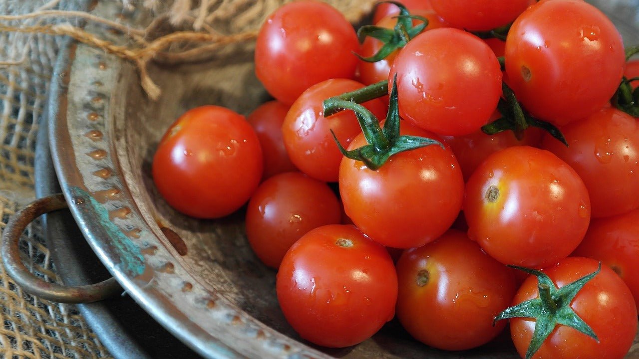 Bunch of cherry Tomato Plants Gardeners Delight on a rustic metal surface