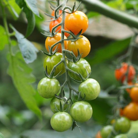 A cluster of cherry tomatoes on Tomato Plants Honeycomb, showing fruits transitioning from green to yellow as they ripen among green foliage.