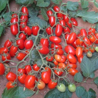 A heavy cluster of elongated red tomatoes growing low to the ground on Tomato Plants Modus, with a mix of ripe red and unripe green fruits surrounded by broad green leaves.
