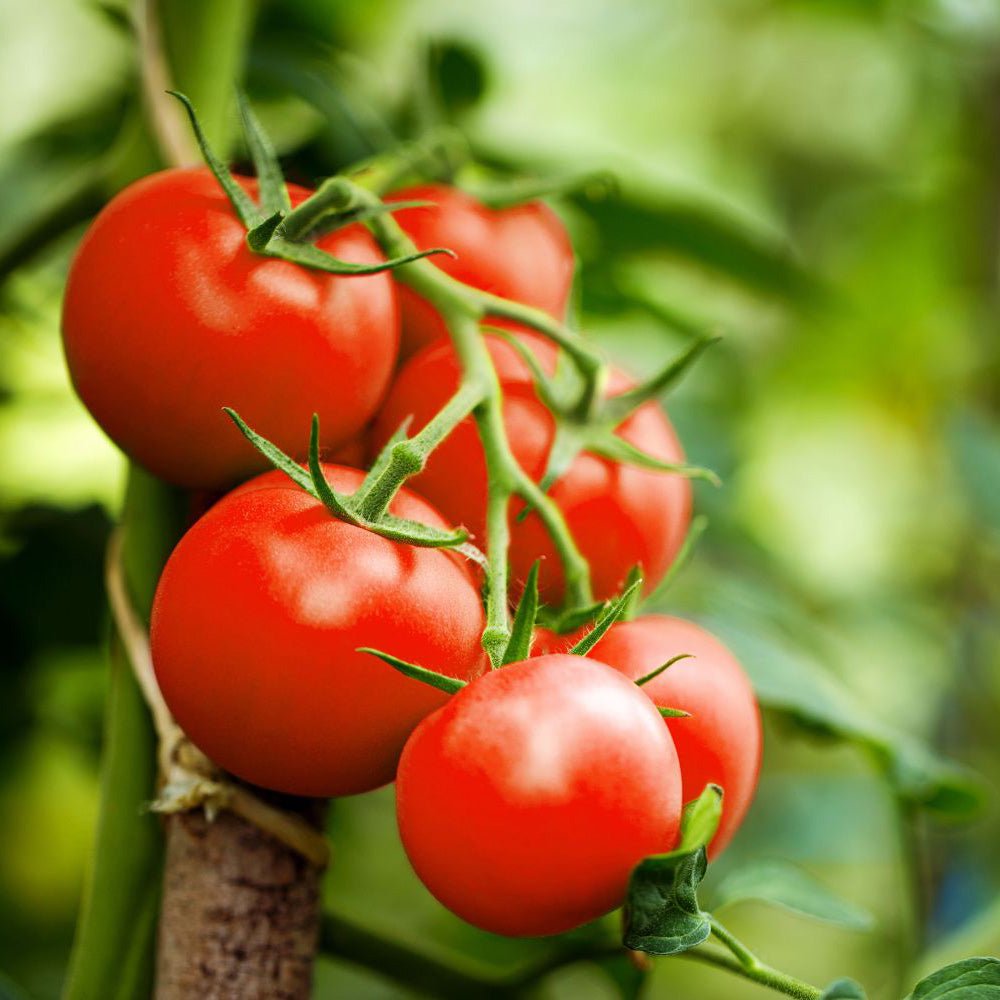 A close-up of ripe red tomatoes growing in a cluster on healthy Tomato Plants Money Maker, supported by a stake and surrounded by green foliage.