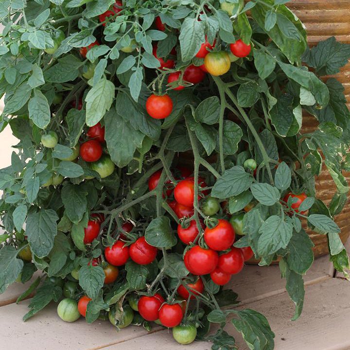 A dense, trailing mass of Tomato Plants Red Profusion overflowing with clusters of ripe red cherry tomatoes and some green fruits, growing beside a container.