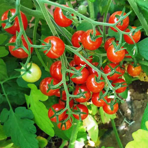 A close-up cluster of bright red cherry tomatoes growing on healthy Tomato Plants Sweet Aperitif, with a few unripe green fruits and green leaves surrounding the vine.