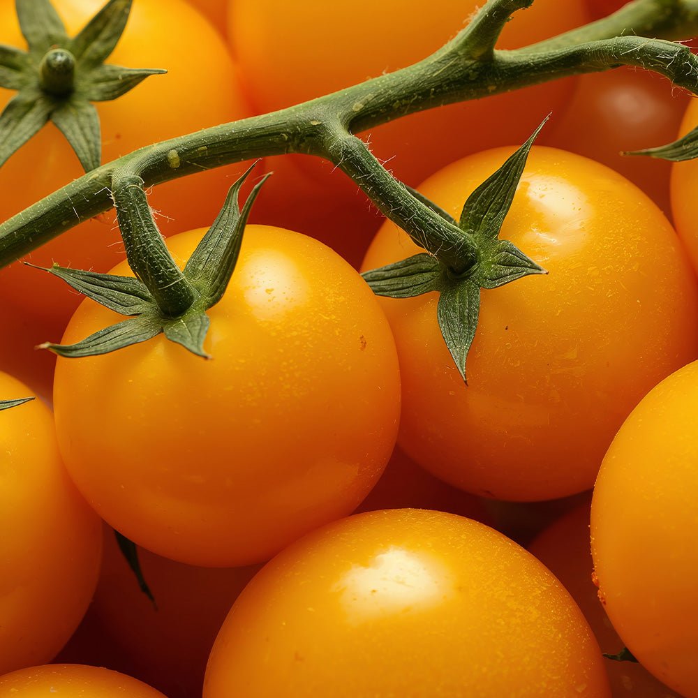 Close-up of Tomato Plants Tiny Temptations Yellow on a branch