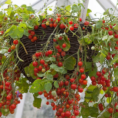 A hanging basket overflowing with trailing Tomato Plants Tumbling Tom Red covered in clusters of small, bright red cherry tomatoes at various stages of ripeness.