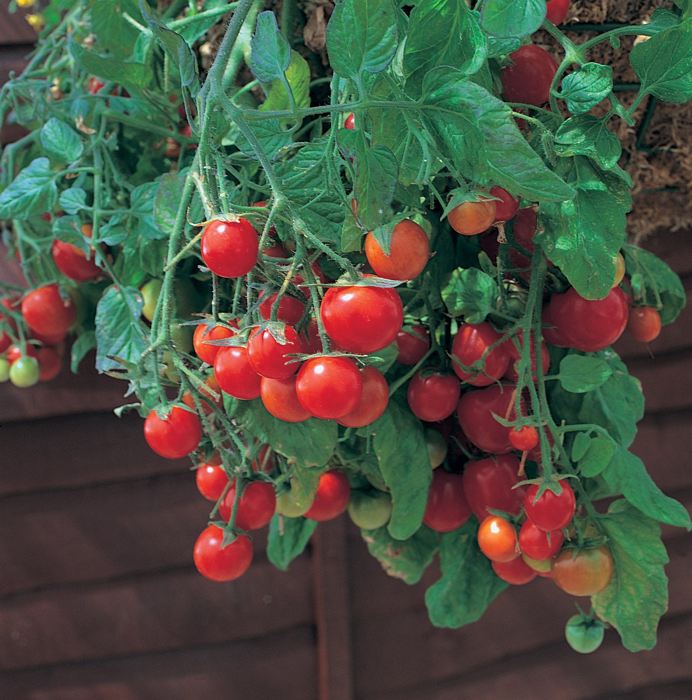 Trailing Tomato Plants Tumbling Tom Red growing in a hanging basket, filled with clusters of ripe red cherry tomatoes and green foliage.