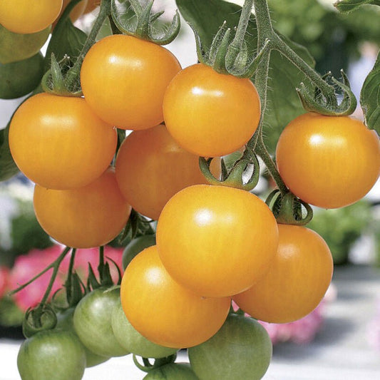 Close-up of ripe yellow cherry tomatoes growing in a cluster on Tomato Plants Tumbling Tom Yellow, with some green unripe tomatoes visible beneath them.