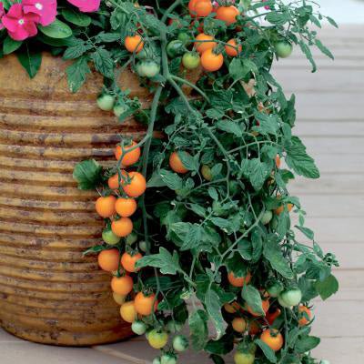 Tomato Plants Tumbling Tom Yellow growing in a large rustic pot, with cascading vines covered in small orange and green cherry tomatoes.
