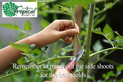 Hands pruning side shoots from Tomato Plants, showing a close-up of a person pinching out a young stem to encourage better yields, with a gardening logo in the corner.