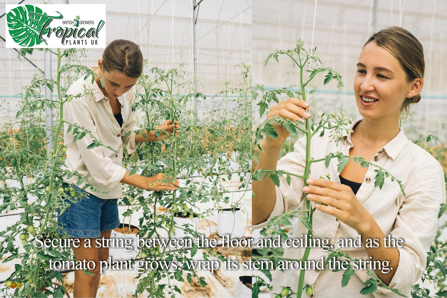 A person training tall Tomato Plants in a greenhouse by wrapping their stems around vertical support strings, shown in two side-by-side images of the plant-training process.