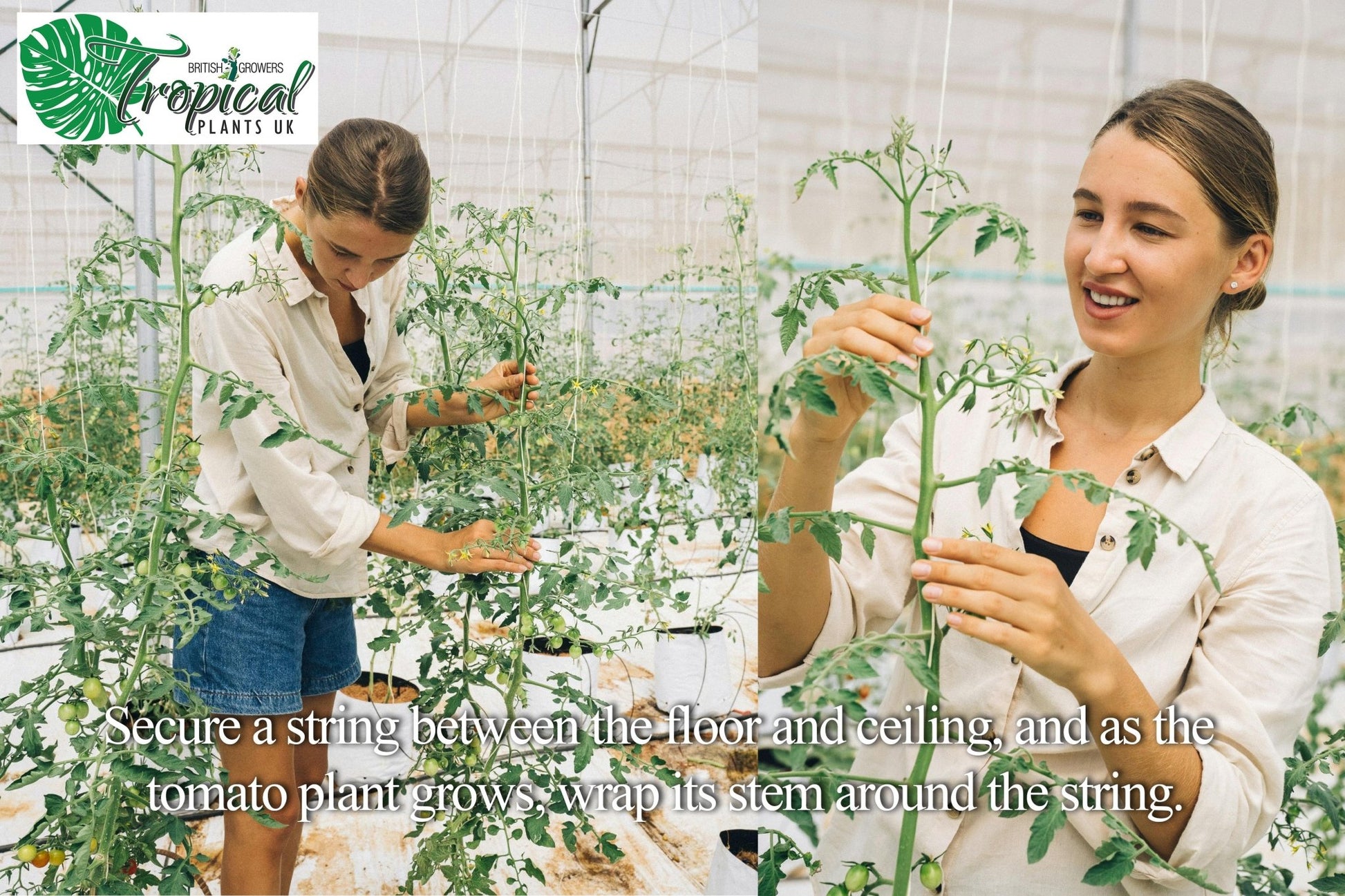 A person training tall Tomato Plants in a greenhouse by wrapping their stems around vertical support strings, shown in two side-by-side images of the plant-training process.