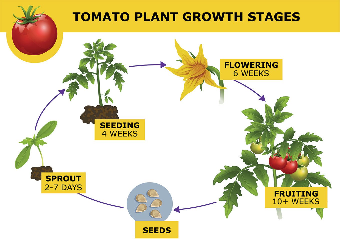 Illustrated growth cycle of Tomato Plants, showing stages from seeds to sprout, seeding, flowering, and fruiting with labelled timelines and images of each development stage.
