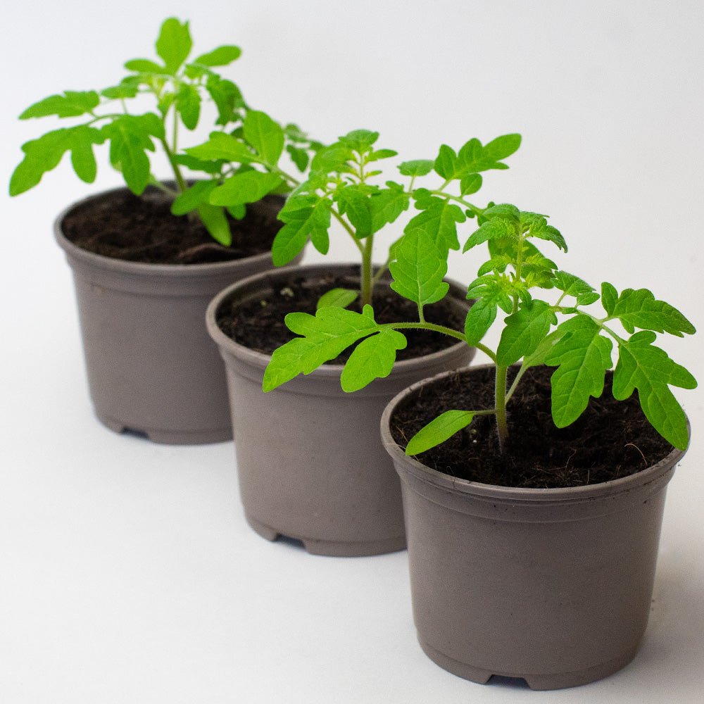 Three young Tomato Plants growing in small pots, each with bright green leaves and healthy stems, arranged in a row against a plain background.