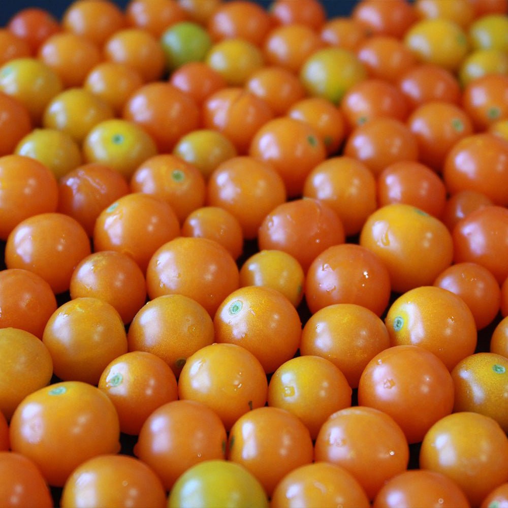 Close-up of a pile of small sun gold tomato plants.