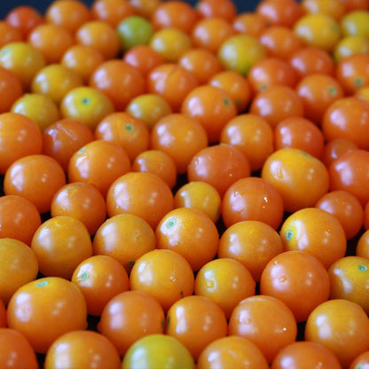 Close-up of a pile of small sun gold tomato plants.