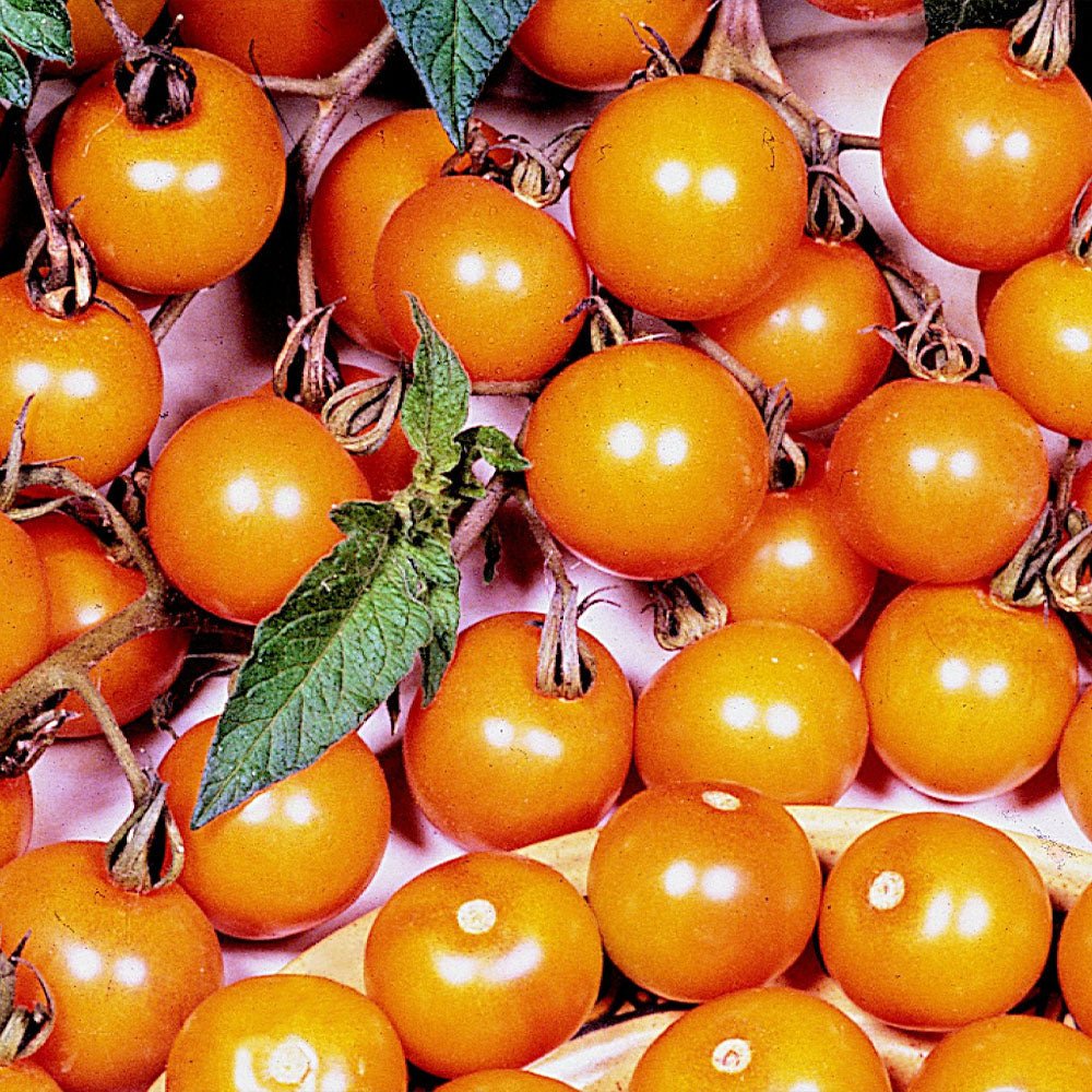 Close-up of Tomato plants Sun Gold on a pink background