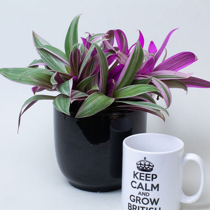 Potted Tradescantia Plant with purple and green leaves next to a white mug with text on a light gray background