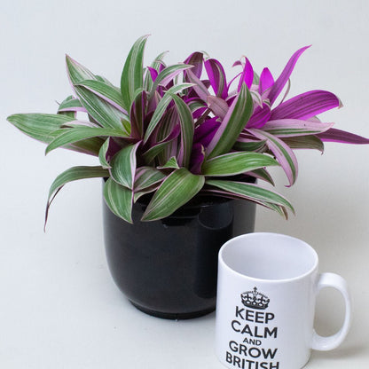 Potted Tradescantia Plant with purple and green leaves next to a white mug with text on a light background
