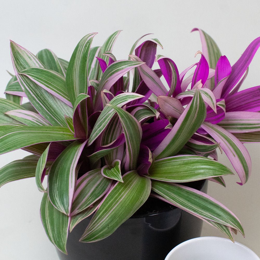 Potted Tradescantia Plant with purple and green leaves on a white background