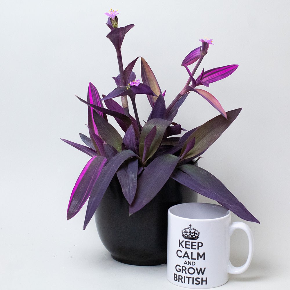 Tradescantia Plant in a black pot next to a white mug with text on a white background