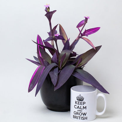 Tradescantia Plant in a black pot next to a white mug with text on a white background