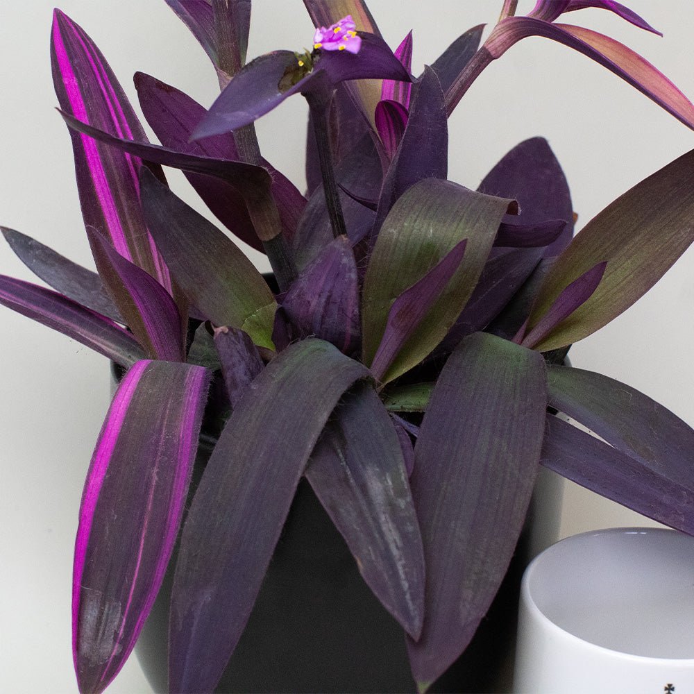 Tradescantia Plant with a white cup in the background
