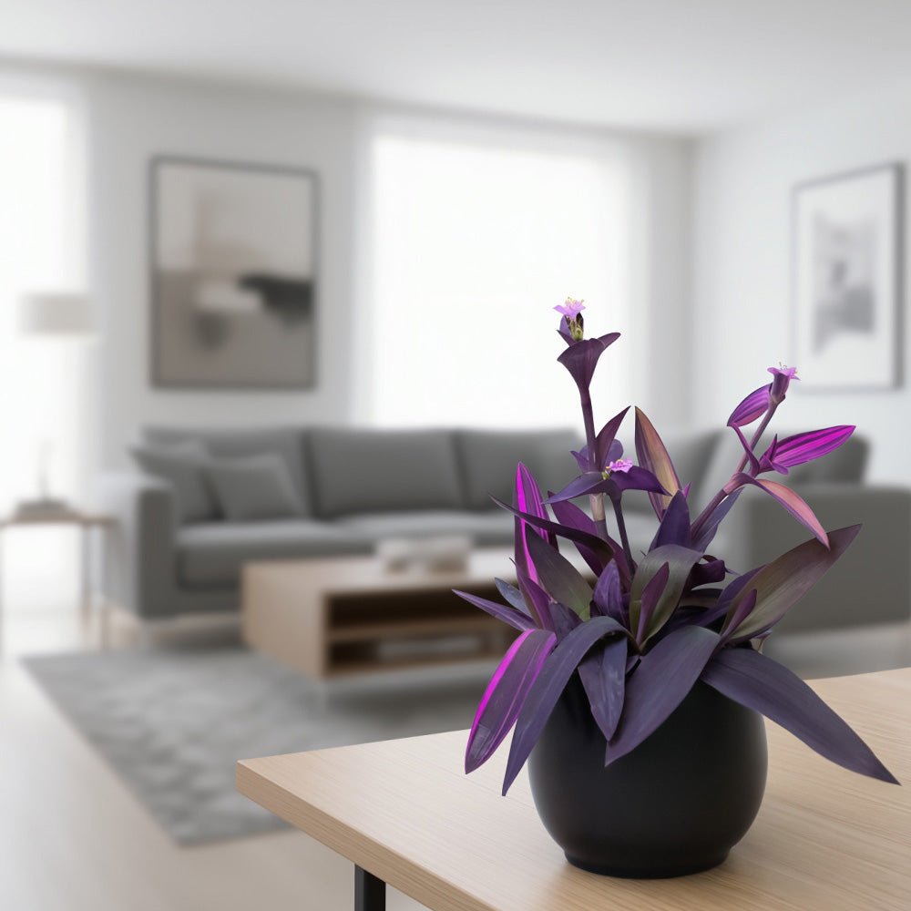 Tradescantia Plant in a black pot on a table with a blurred living room background