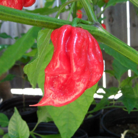 Trinidad Scorpion Chili Pepper growing on a plant with green leaves.