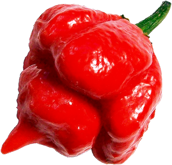 Close-up of a red Trinidad Scorpion Chili Pepper on a white background.