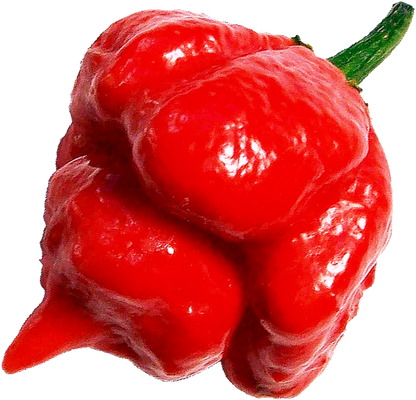 Close-up of a red Trinidad Scorpion Chili Pepper on a white background.
