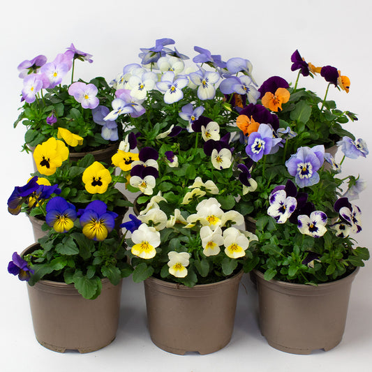 Pots of colourful Violas on a white background