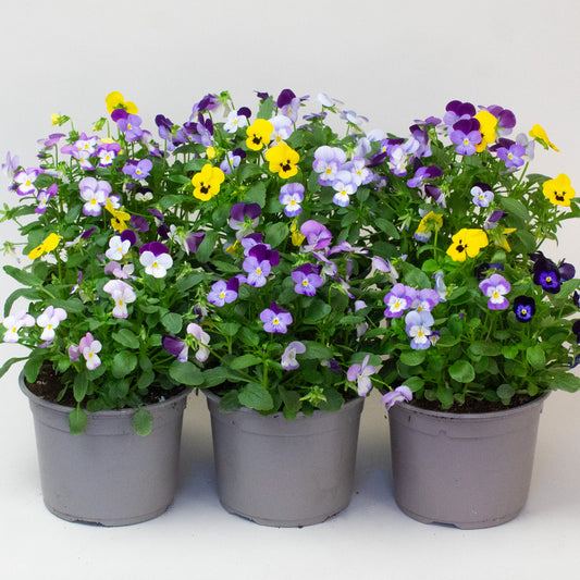 Three potted Violas with multicolored flowers on a white background