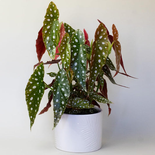 Potted begonia maculata polka dot begonia plant with green leaves and white spots on a plain background