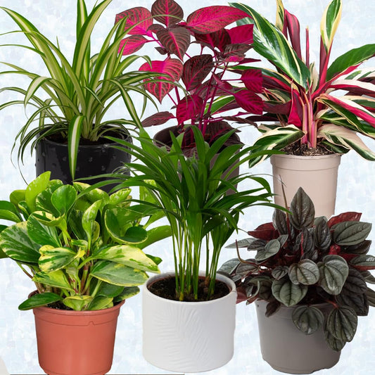 Collection of various cat safe house plants potted houseplants on a light gray background