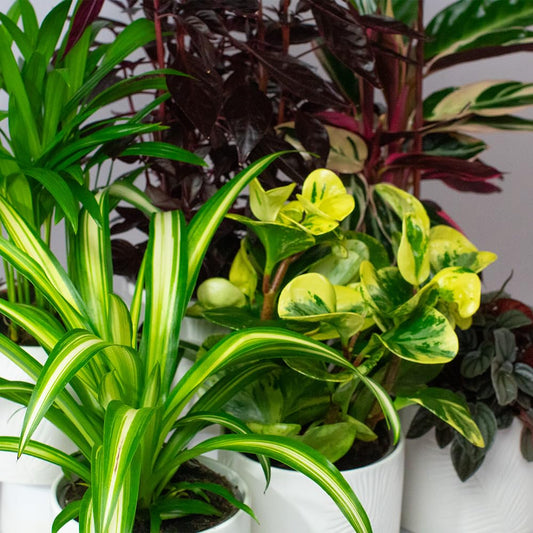 Collection of cat safe house plants potted plants with green and variegated leaves on a neutral background