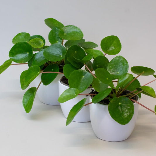 Three small potted Chinese Money Plants with round green leaves on a light background