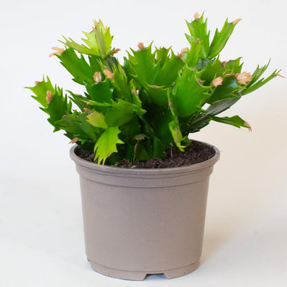 Potted christmas cactus plant with green leaves on a white background