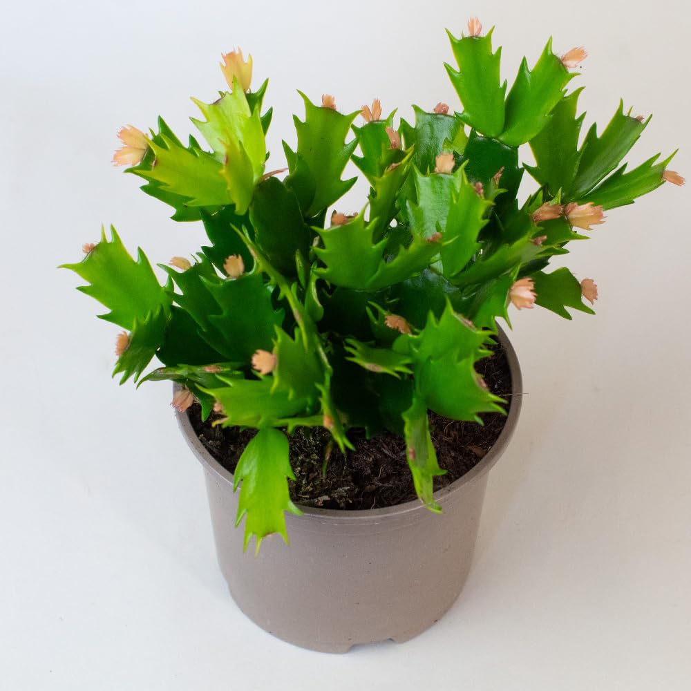 Potted Christmas cactus with yellow flowers image from above