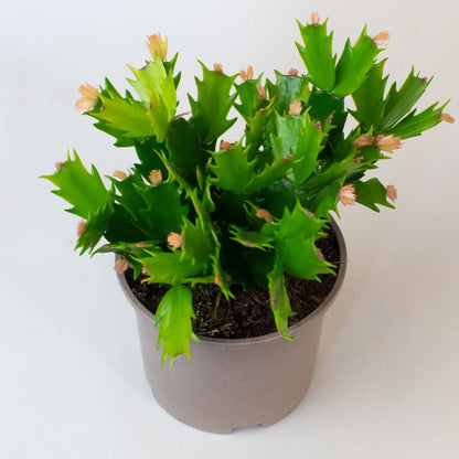 Potted Christmas cactus with yellow flowers image from above