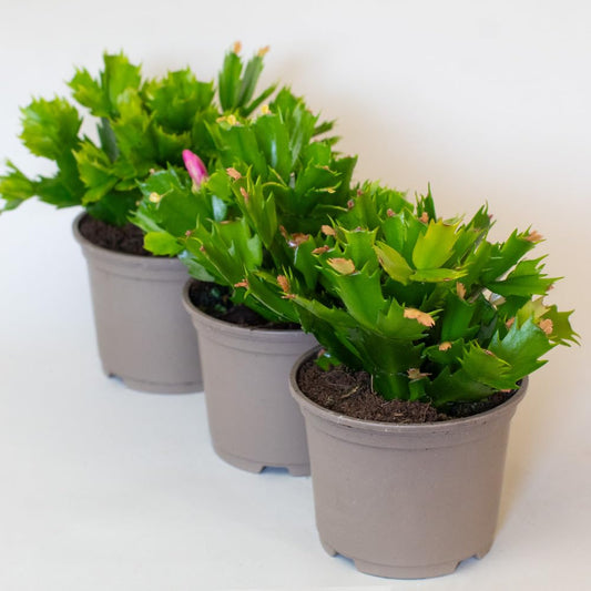 Potted Christmas cactus with yellow flowers 