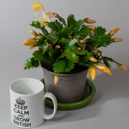Potted Christmas cactus with yellow flowers and a mug with text on a gray background