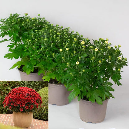 Potted Chrysanthemum Garden Mums with green leaves and red flowers on a white background