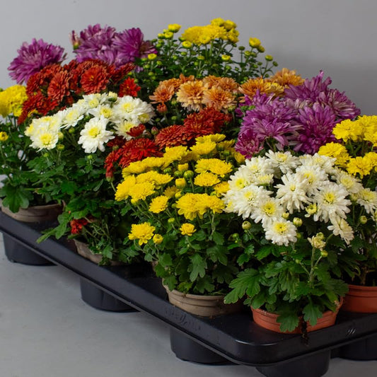 Row of potted Chrysanthemum Garden Mums in various colors on a gray background