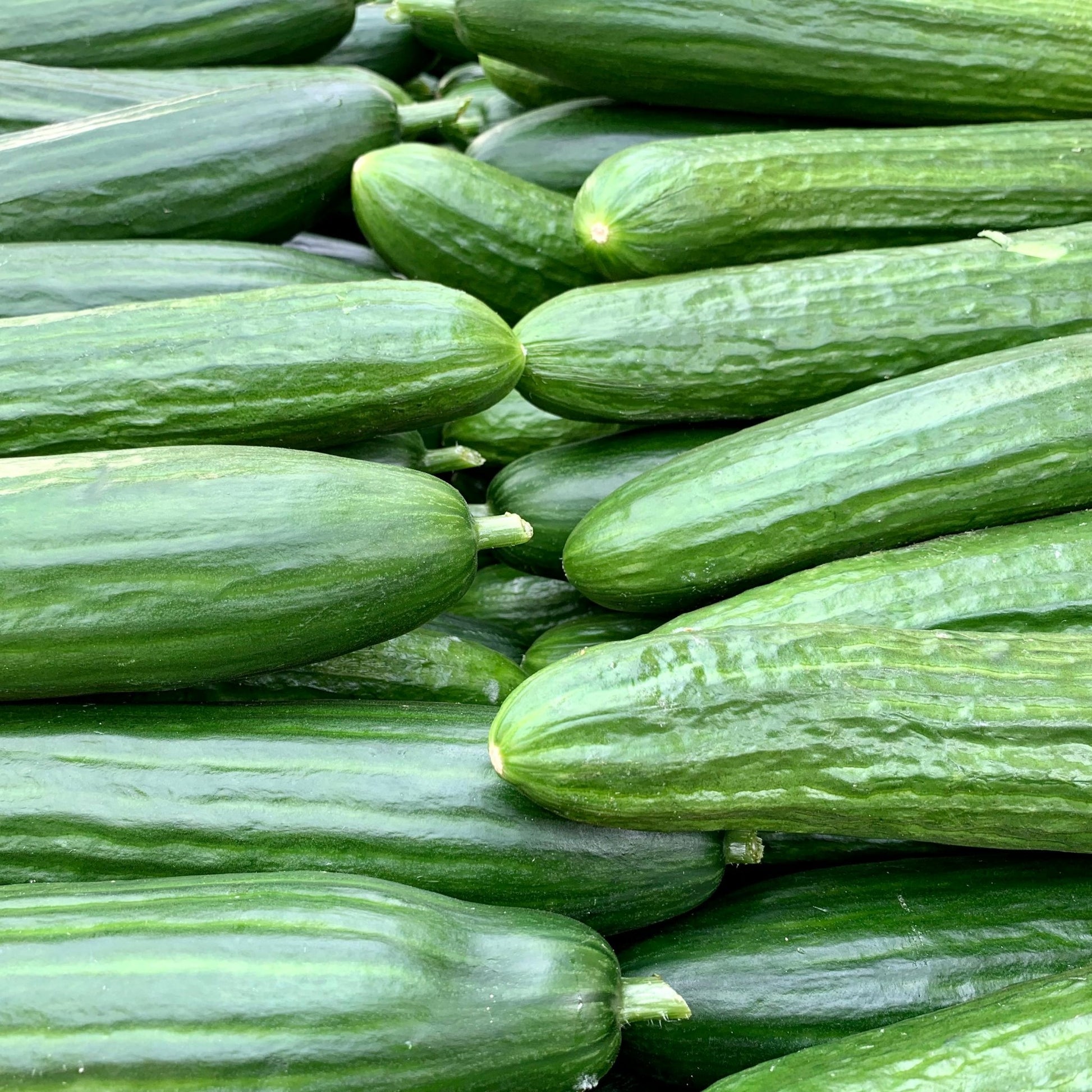 Freshly harvested cucumbers piled together, showing smooth green skins from healthy cucumber plants ready for eating or pickling.